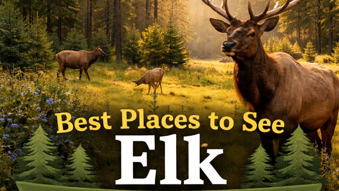 Where to See Elk in Payson, Arizona 🦌