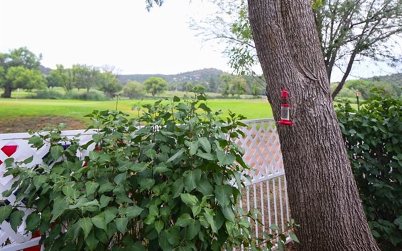 back yard with hummingbird feeders