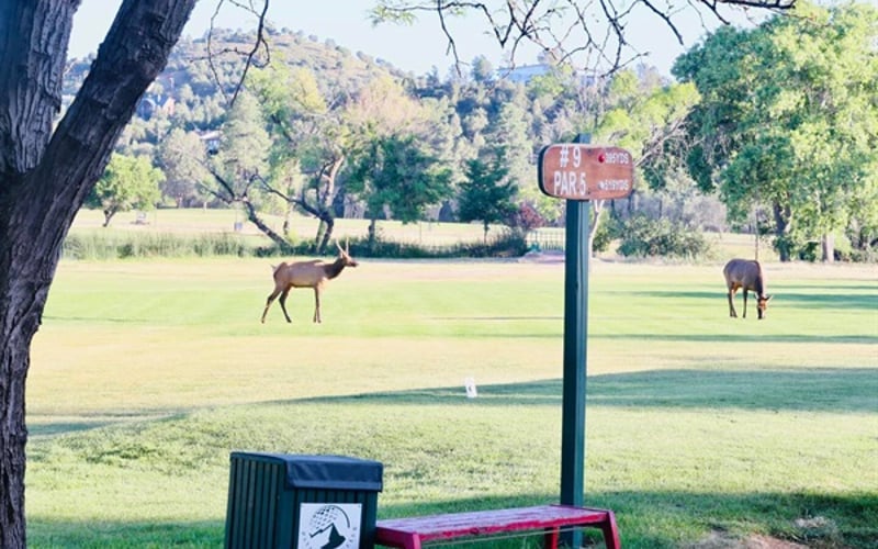 Sip coffee on the patio while watching elk grazing on Payson Golf Course