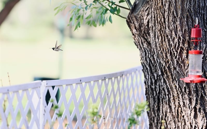 backyard visitors