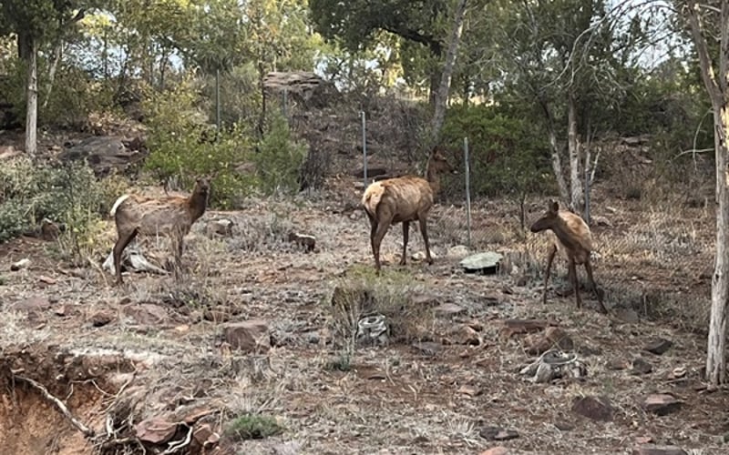 elk teenagers visit the front hill